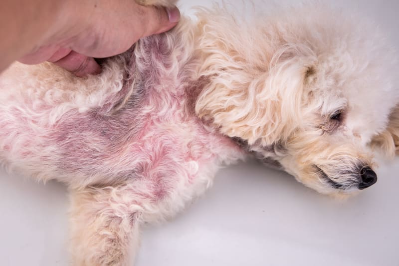 Yeast Dermatitis In Dogs: Causes, Symptoms And Treatments | Newtown Vets