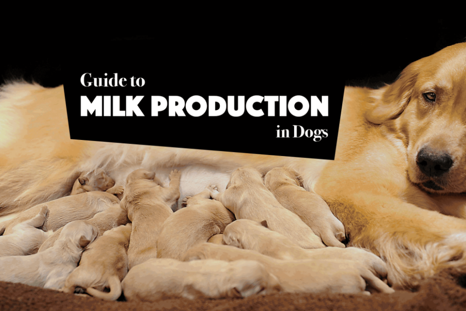 Guide To Lactating Dogs, Milk Production And Lactation Failure