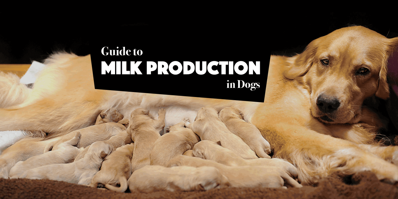 Guide To Lactating Dogs, Milk Production And Lactation Failure