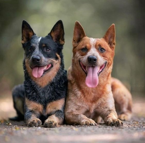 What Are The Characteristics Of A Red Heeler? - Quora