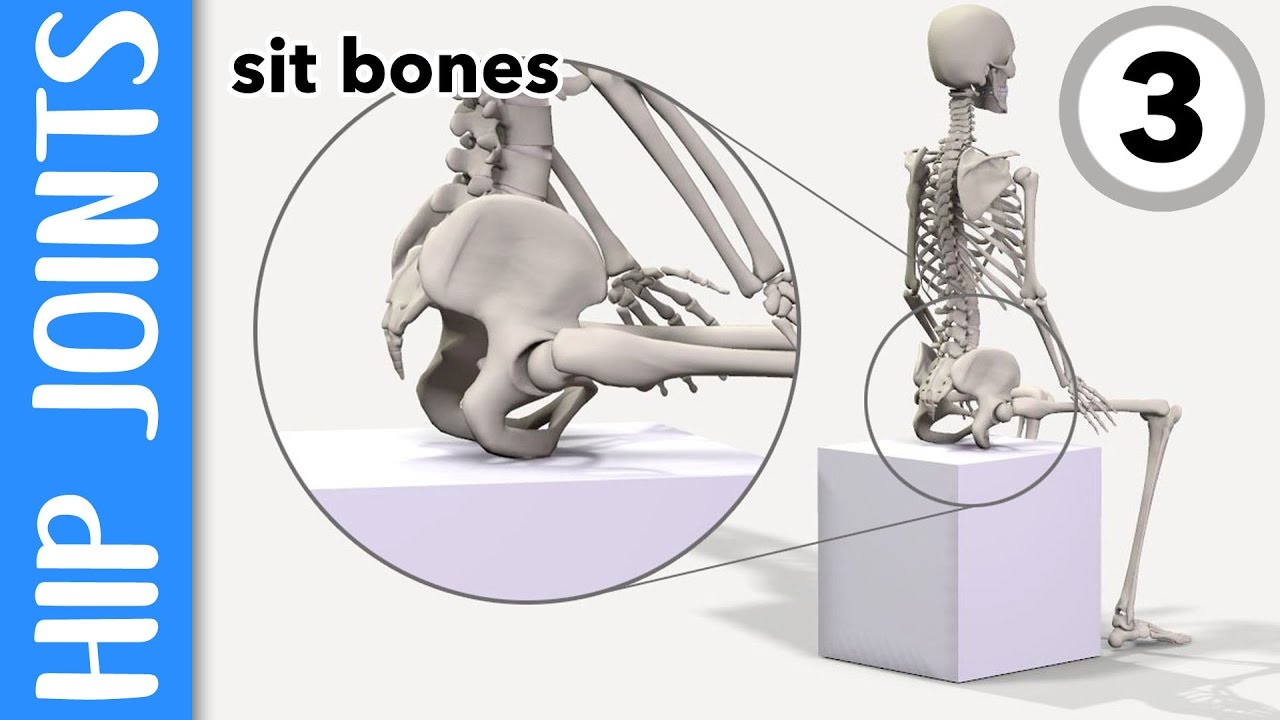 Where Are Your Hip Joints And Sit-Bones? Explained - Youtube