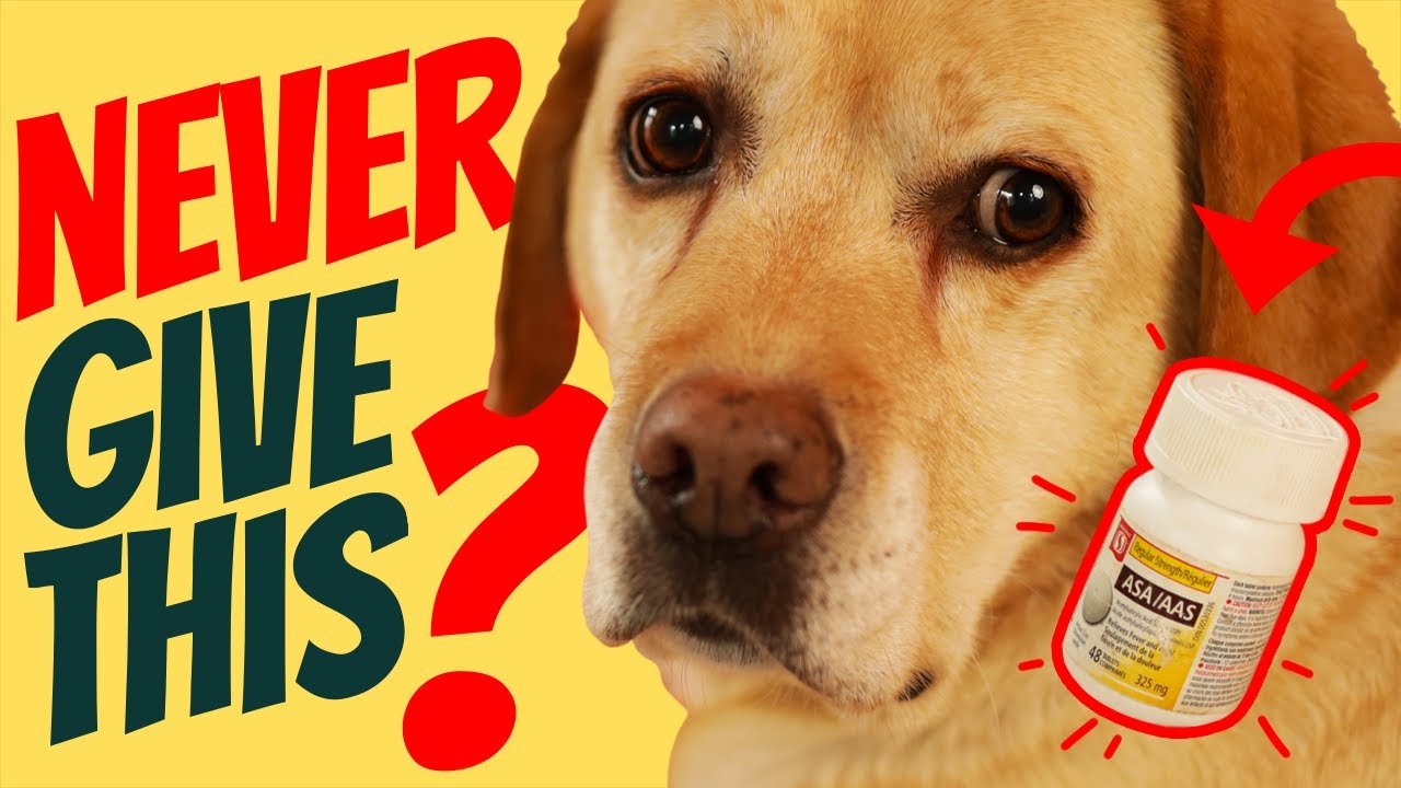 Aspirin For Dogs: Is It Safe? - Youtube