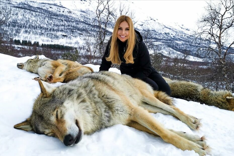 The Largest Wolves I'Ve Ever Met! - Youtube