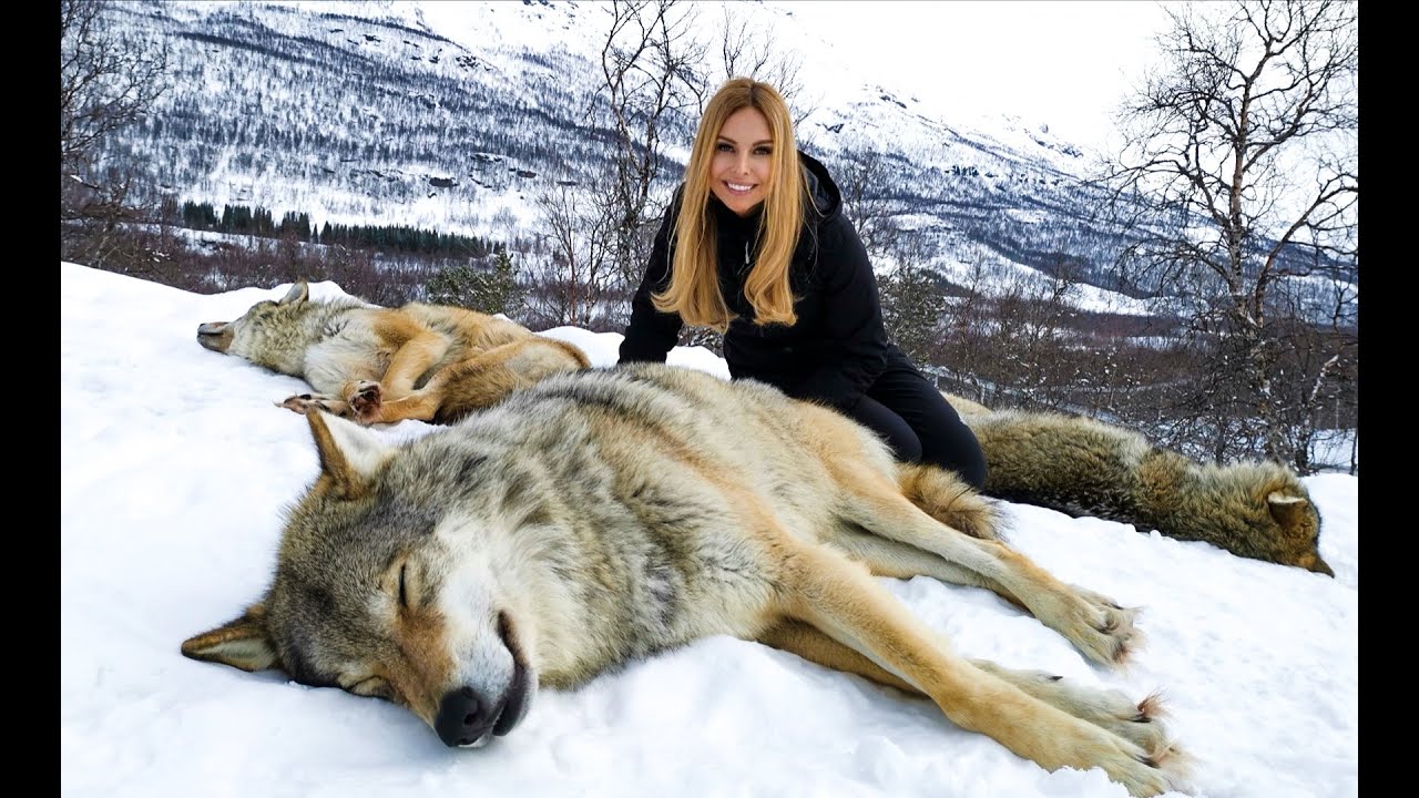 What Is The Largest Wolf Breed: Unveiling Natures Mighty Canine