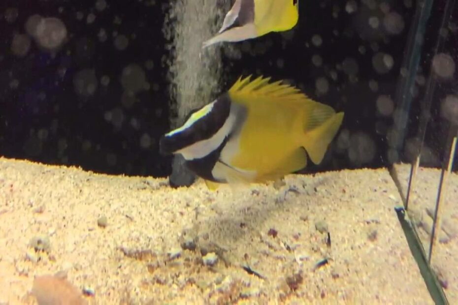 Foxface Sting | Reef2Reef Saltwater And Reef Aquarium Forum