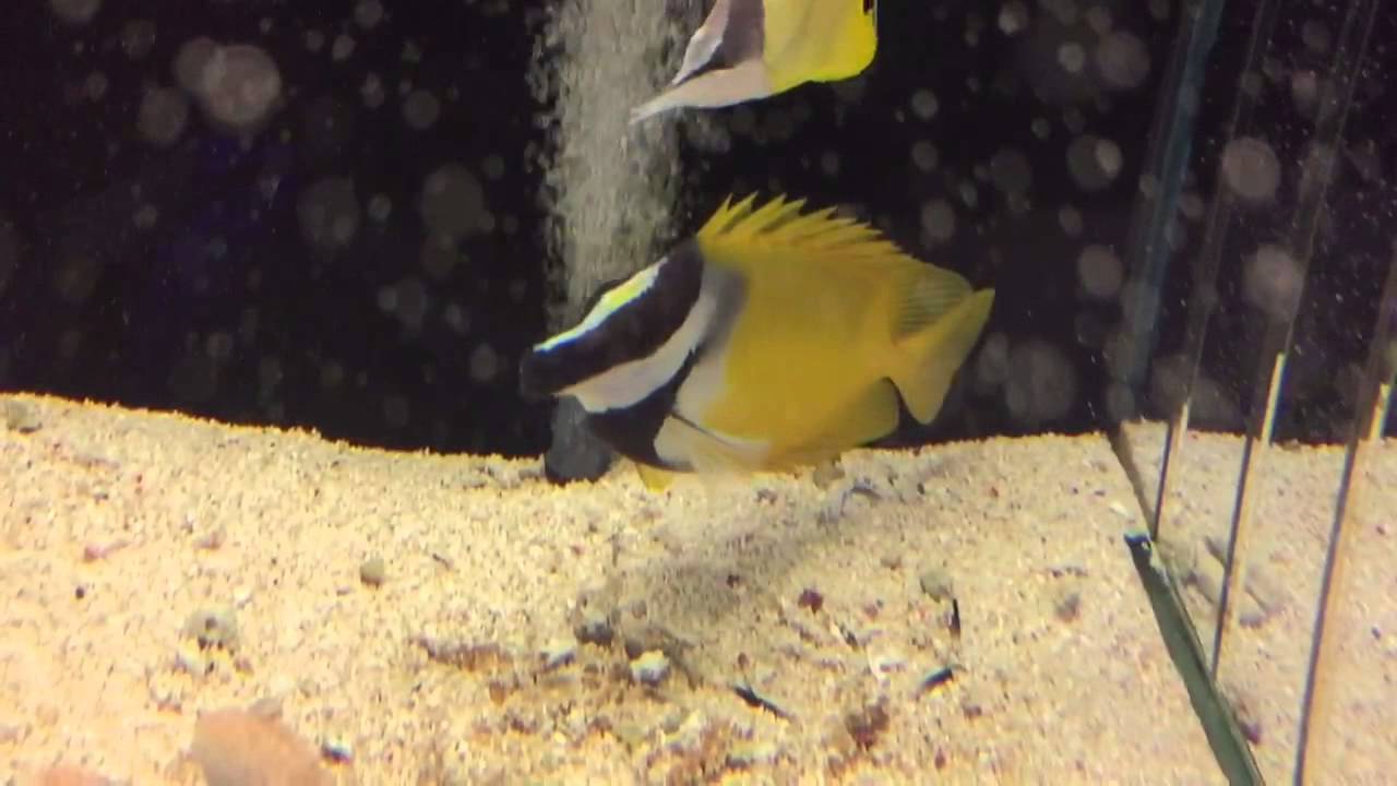 Foxface Sting | Reef2Reef Saltwater And Reef Aquarium Forum