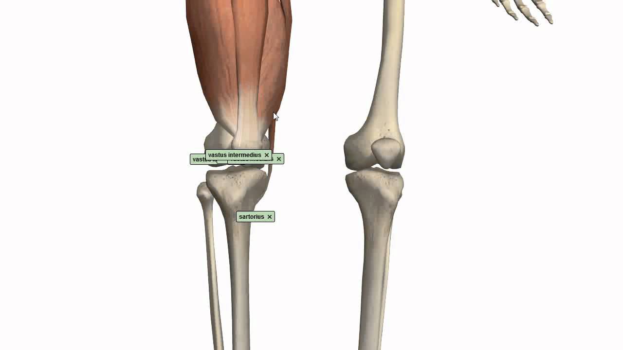 Vastus Medialis - Physiopedia