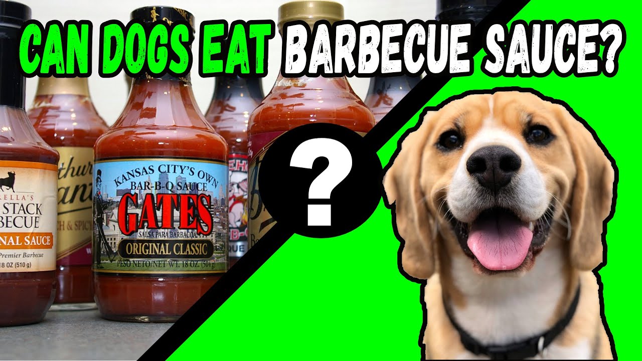 Can Dogs Eat Barbecue Sauce? - Youtube