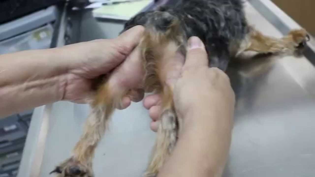 A Yorkshire Terrier Has A Right Hip Dislocation - Youtube