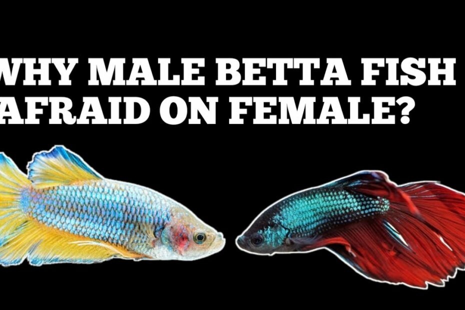 Why Male Betta Fish Afraid On Female Betta Fish? - Youtube