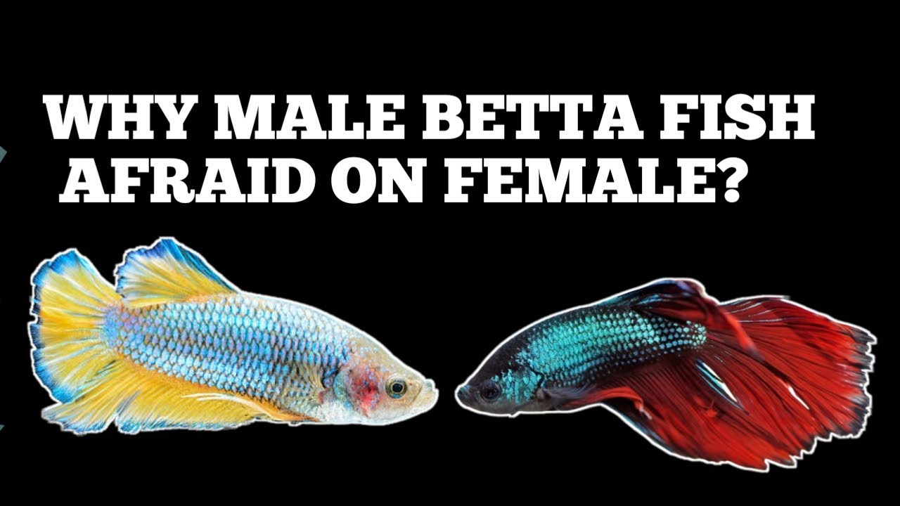 Why Male Betta Fish Afraid On Female Betta Fish? - Youtube