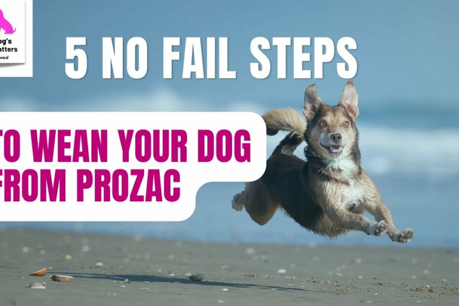 5 No-Fail Steps To Weaning Prozac For Dogs - Your Dogs Health Matters