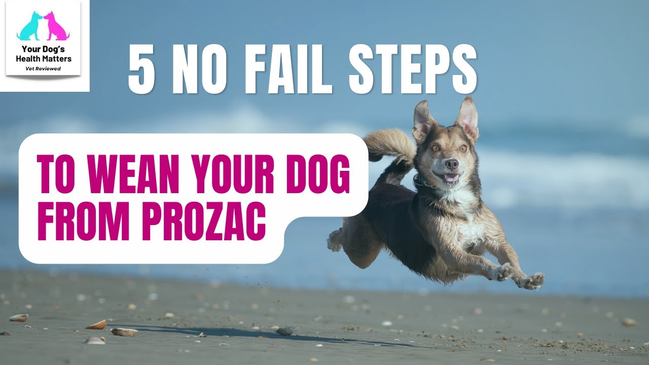 5 No-Fail Steps To Weaning Prozac For Dogs - Your Dogs Health Matters