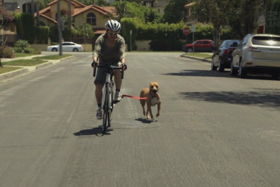 How To Ride A Bike With Your Dog - Youtube