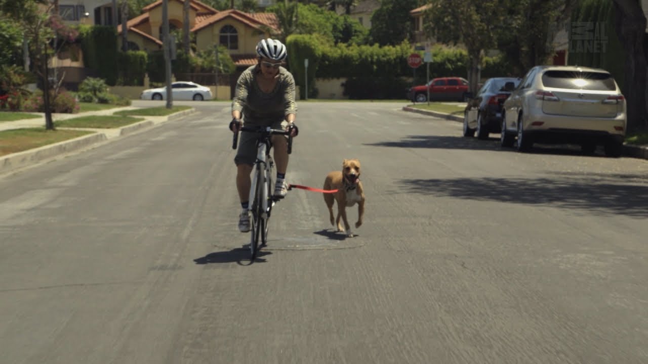 How To Ride A Bike With Your Dog - Youtube