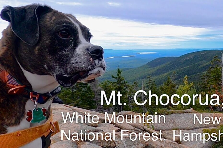 Dog Hikes Mt. Chocorua | White Mountain National Forest, New Hampshire -  Youtube