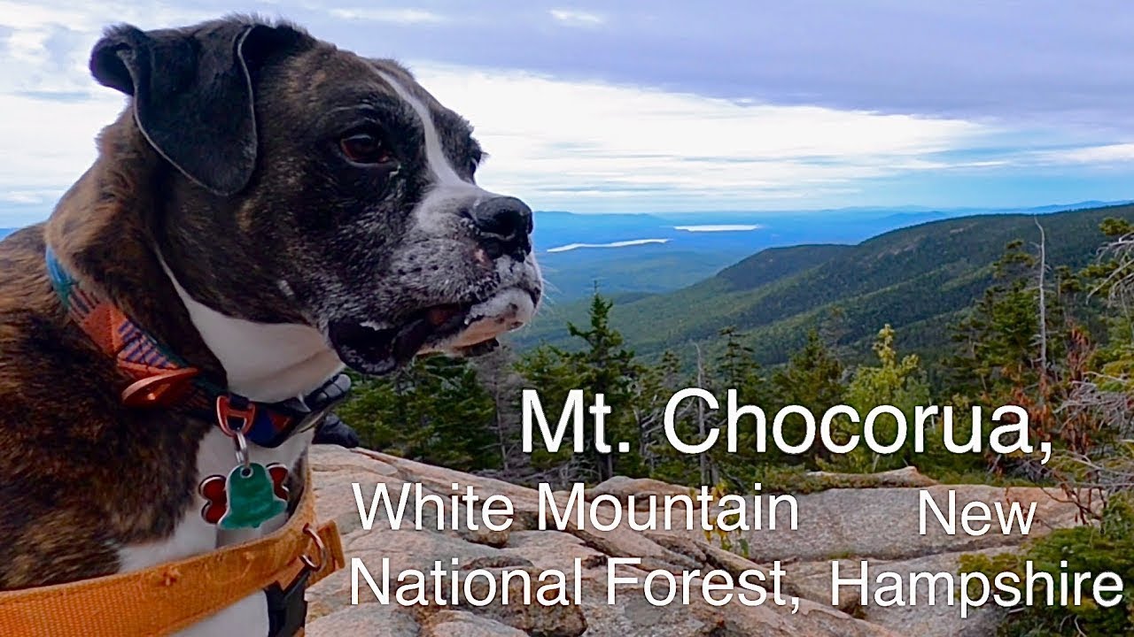 Dog Hikes Mt. Chocorua | White Mountain National Forest, New Hampshire -  Youtube