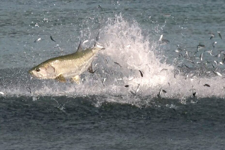 Incredible Footage Of The Florida Mullet Migration - Youtube