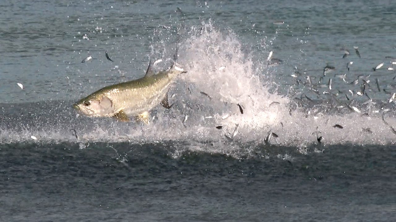 Incredible Footage Of The Florida Mullet Migration - Youtube