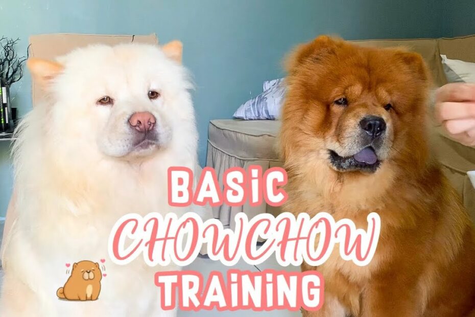 How To Train Chowchow Dogs | Basic Training For Chowchow Dogs - Youtube