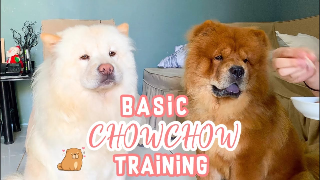 How To Train Chowchow Dogs | Basic Training For Chowchow Dogs - Youtube