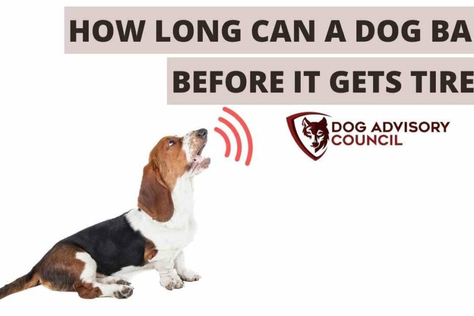 How Long Can A Dog Bark Before It Gets Tired And How To Stop It? - Youtube