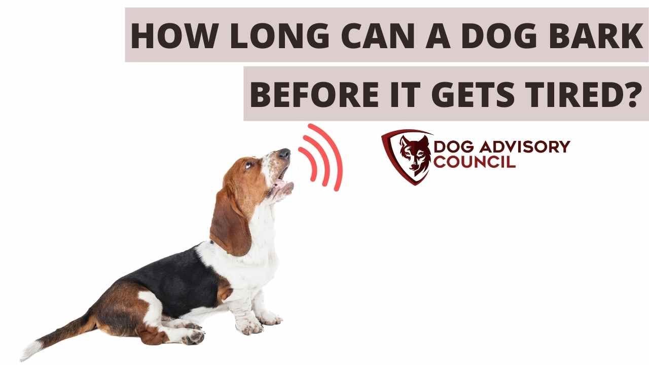 How Long Can A Dog Bark Before It Gets Tired And How To Stop It? - Youtube