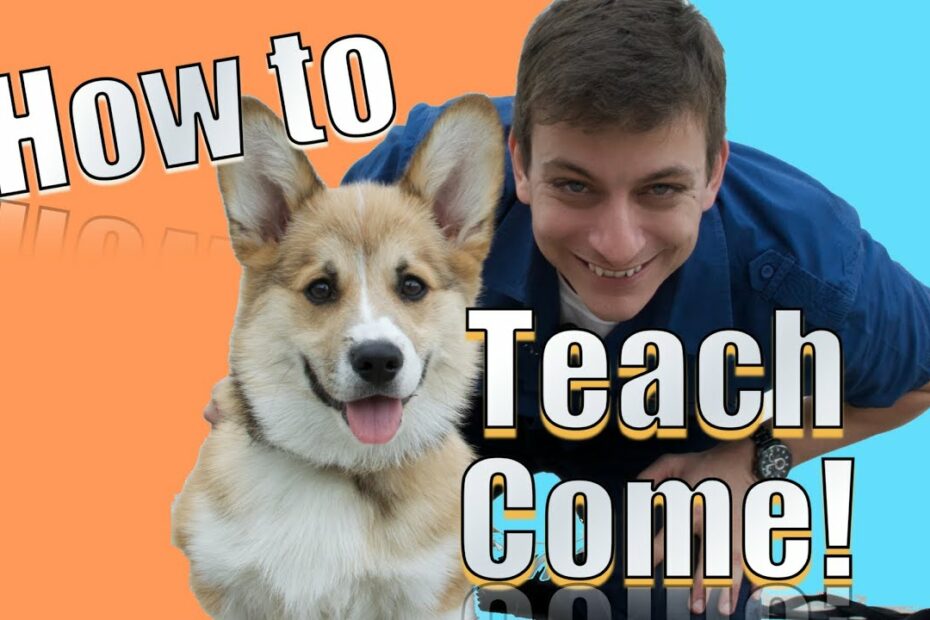 Come When Called: The Fastest Way To Teach Your Dog To Come When Called  Anywhere! - Youtube