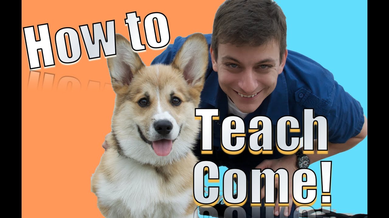 Come When Called: The Fastest Way To Teach Your Dog To Come When Called  Anywhere! - Youtube