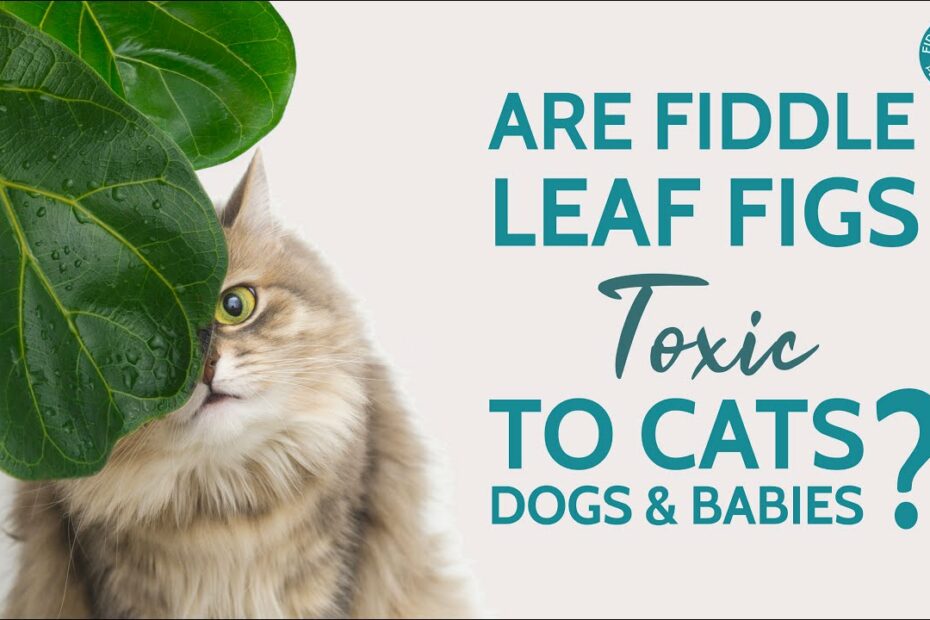 Are Fiddle Leaf Figs Toxic To Cats, Dogs, Or Other Pets?