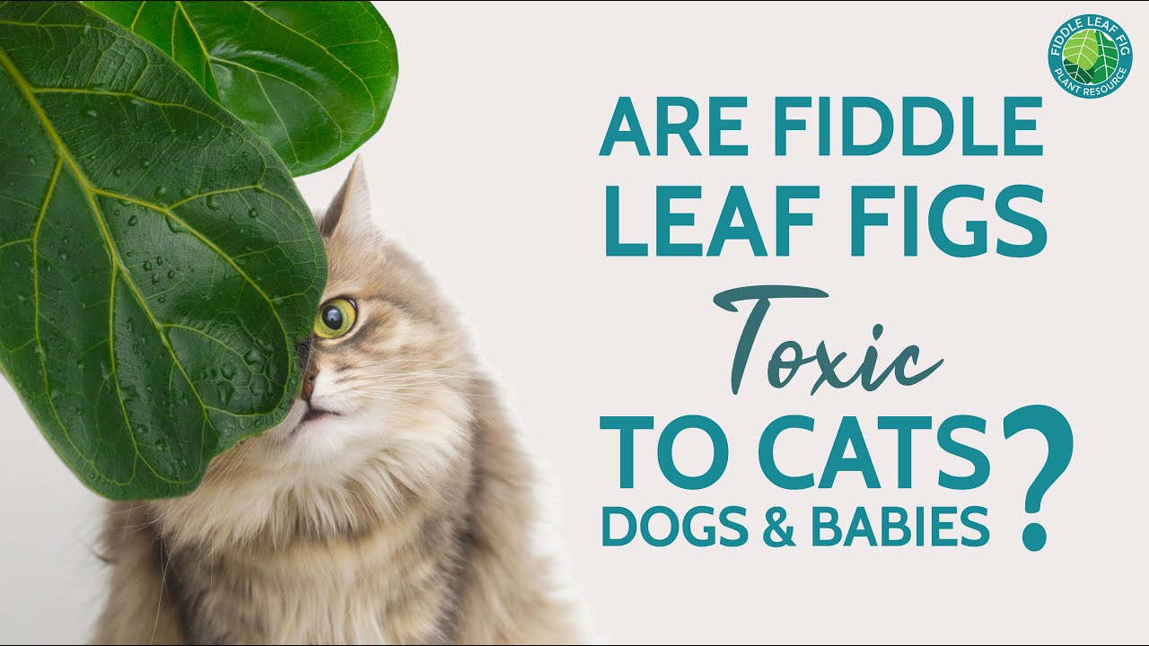 Are Fiddle Leaf Figs Toxic To Cats, Dogs, Or Other Pets?