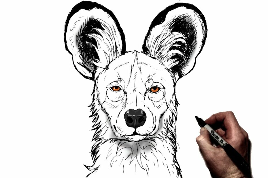 How To Draw An African Wild Dog | Step By Step - Youtube