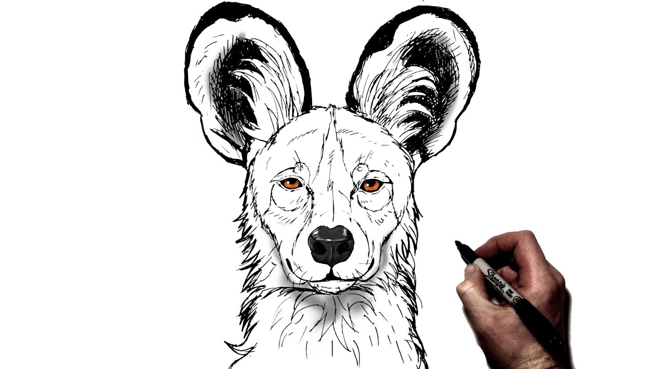 How To Draw An African Wild Dog | Step By Step - Youtube