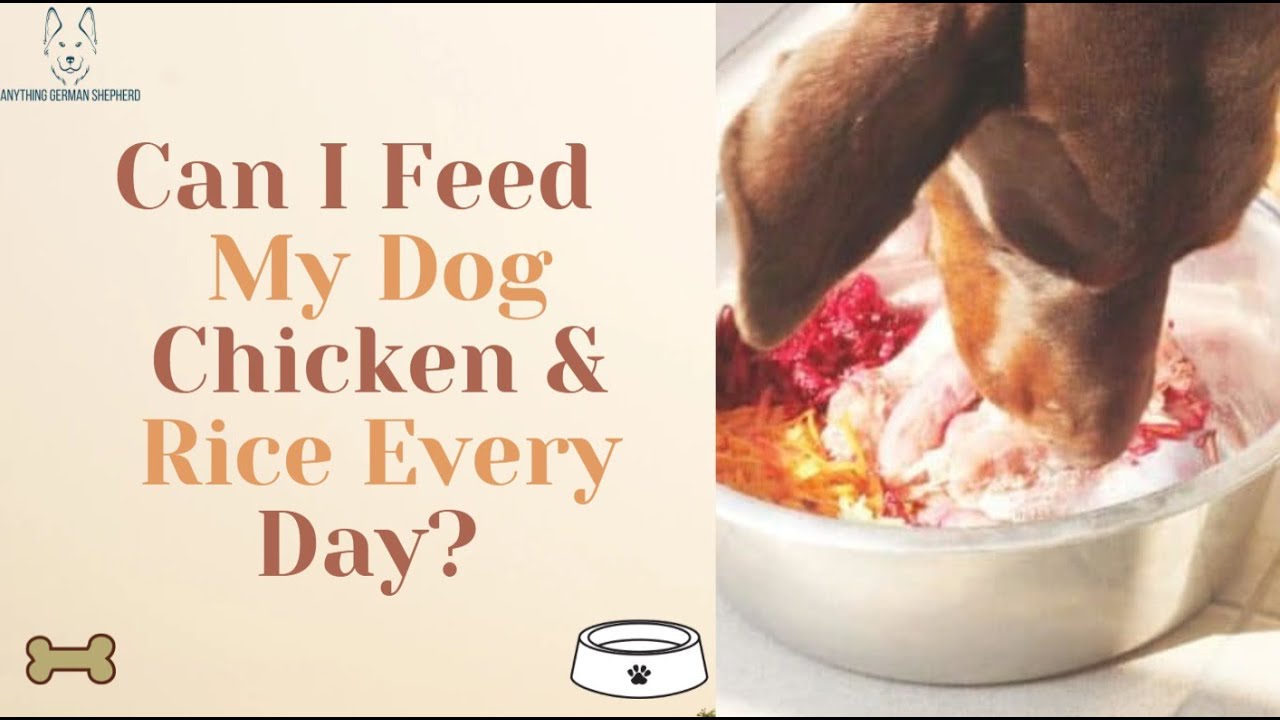 Can I Feed My Dog Chicken & Rice Every Day? - Youtube
