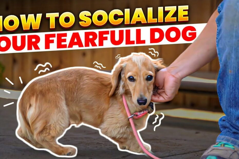 Master Socialization Techniques For Fearful Dogs With Bethany Preud'Homme -  Youtube