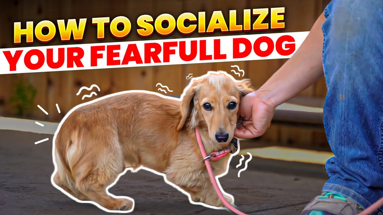 Master Socialization Techniques For Fearful Dogs With Bethany Preud'Homme -  Youtube