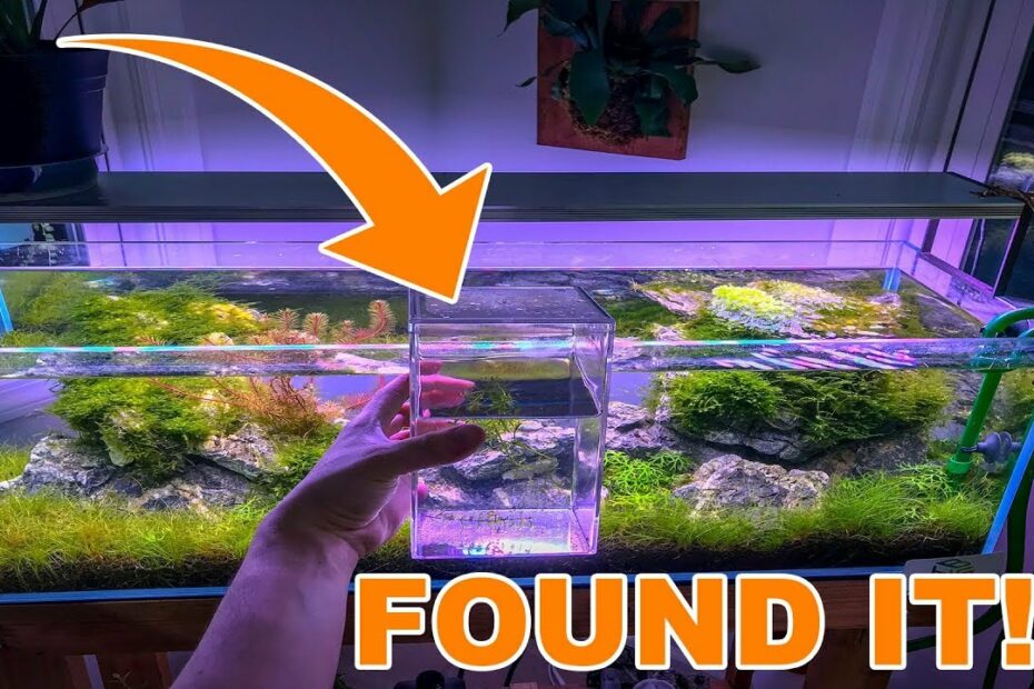 The Perfect Aquarium Plant - Youtube