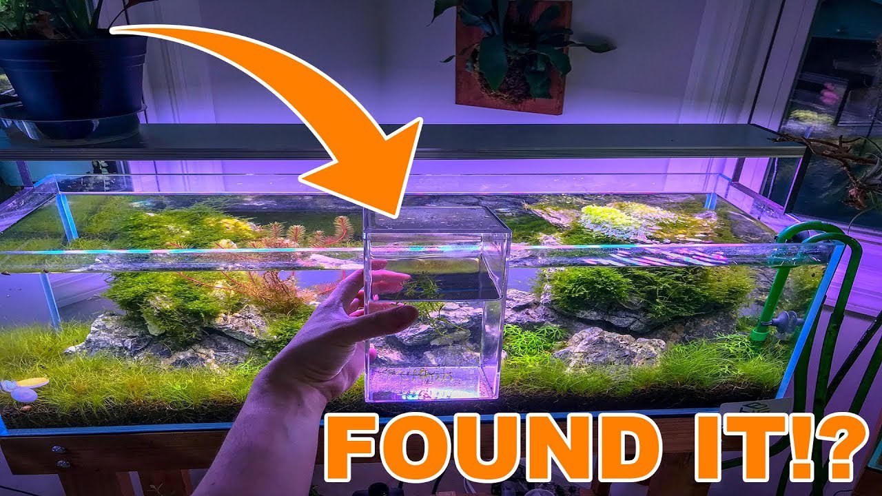 The Perfect Aquarium Plant - Youtube