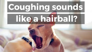 Dog Coughing Sounds Like A Hairball: Do This - Youtube