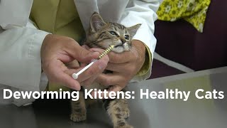 Deworming Kittens: How To Have A Healthy Cat - Youtube