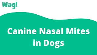 Canine Nasal Mites In Dogs - Signs, Causes, Diagnosis, Treatment, Recovery,  Management, Cost