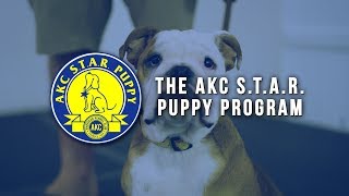 Akc S.T.A.R. Puppy Program - Youtube