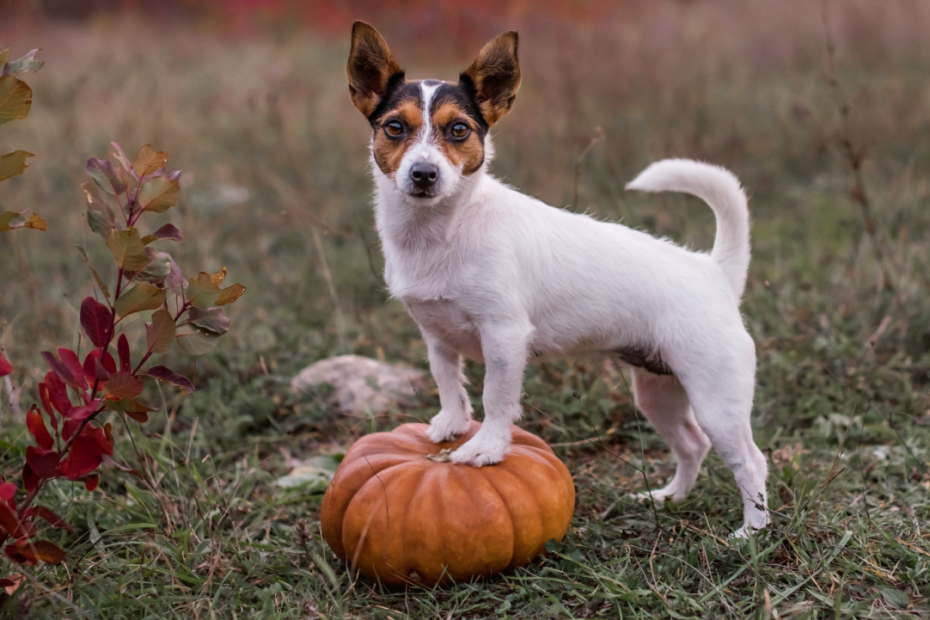 The Complete Guide On Pumpkin For Dogs: Nutrition & Recipes