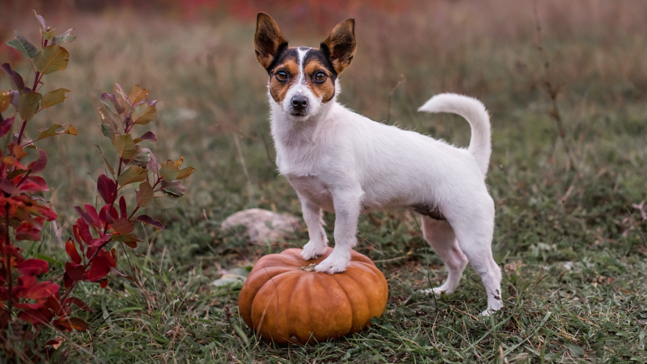 The Complete Guide On Pumpkin For Dogs: Nutrition & Recipes