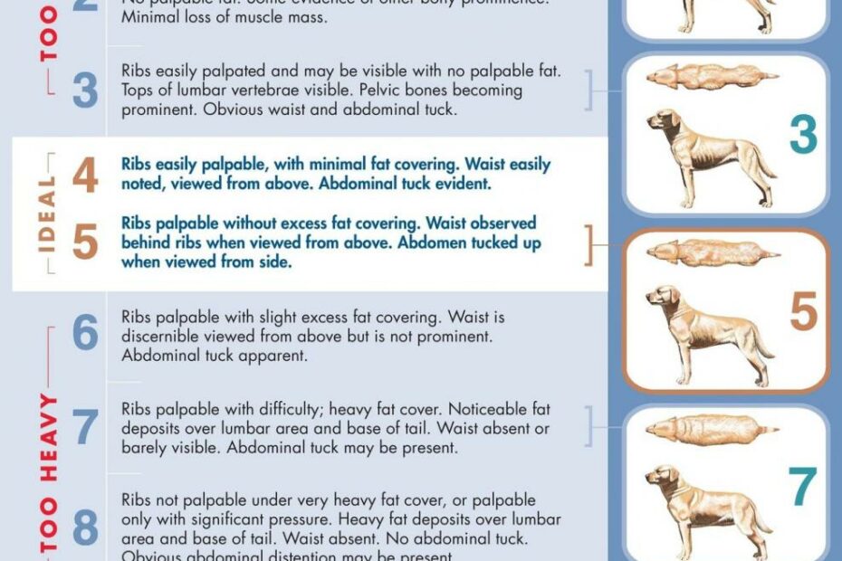 Fit Or Fat: Your Pet'S Body Condition Score (Bcs)