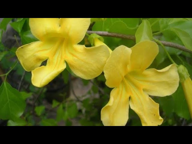 Evergreen Best Flowering Vine, How To Grow And Care Cat'S Claw Flowering  Vine - Youtube