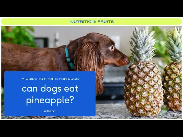 Is Pineapple Good For Dogs? | Can Dogs Eat Pineapple? | Fruits Dogs Can Eat  - Youtube