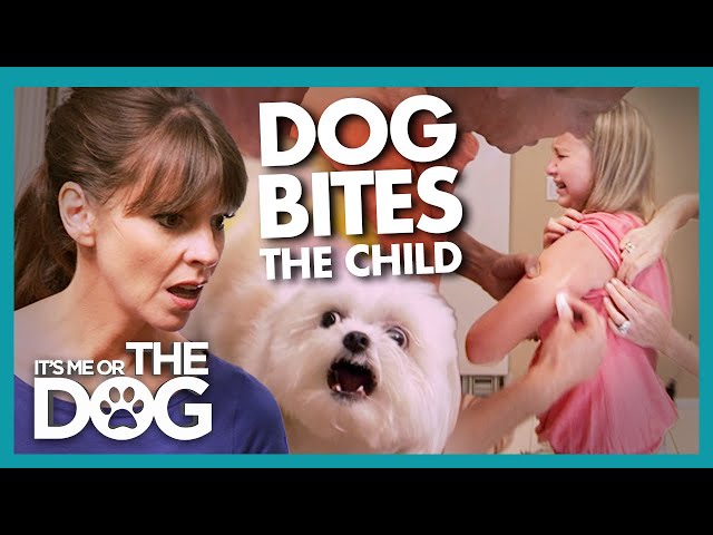 Victoria Shocked By Lack Of Concern When Child Bitten By Dog | It'S Me Or  The Dog - Youtube