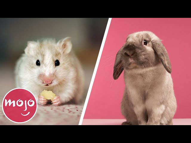 Top 10 Easiest Pets To Take Care Of - Youtube