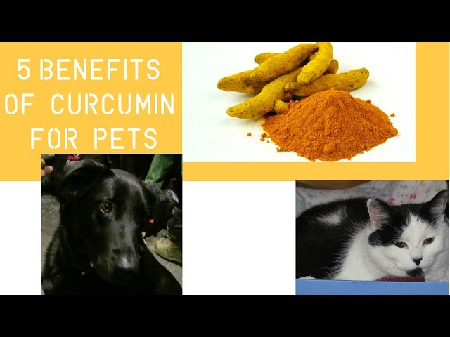 5 Proven Benfits Of Curcumin For Dogs And Cats - Youtube